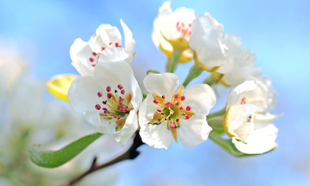 Chránite vašu záhradu pre rizikami?